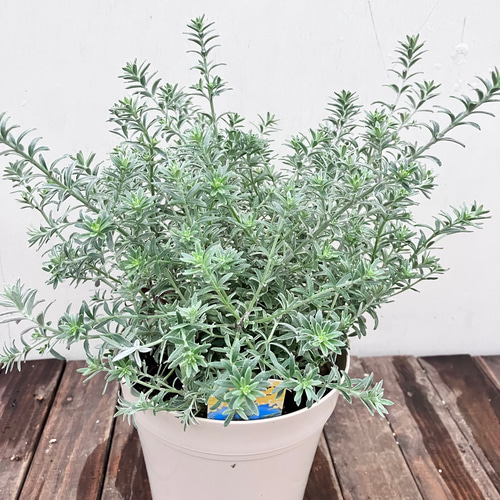 常緑低木＊ウエストリンギア＊オーストラリアンローズマリー