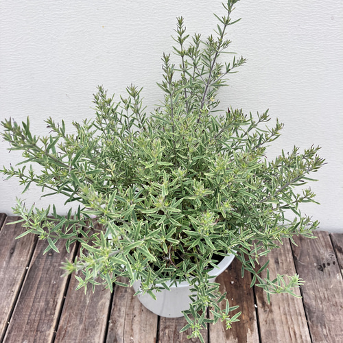 ウエストリンギア　ライムライト　スタンダード仕立て　/ 403 ウエストリンギア ライムライト スタンダード仕立て / 403