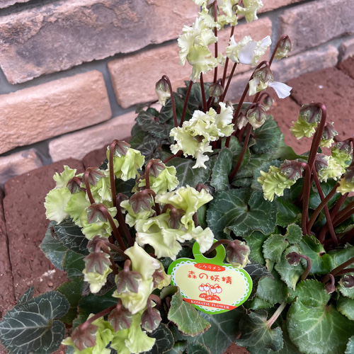 花苗＊ガーデンシクラメン「森の妖精」 その他素材 Comu＊Garden 通販