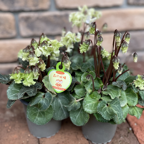 花苗＊ガーデンシクラメン「森の妖精」 その他素材 Comu＊Garden 通販