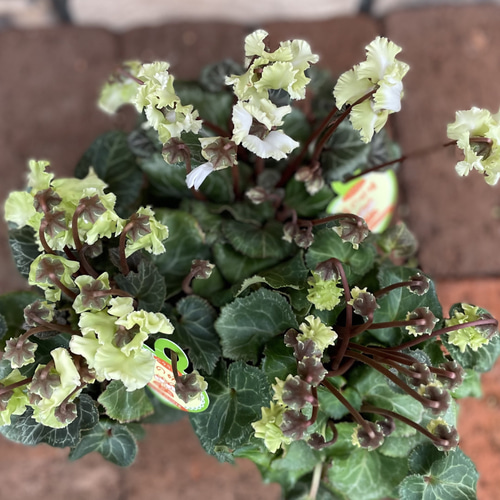 花苗＊ガーデンシクラメン「森の妖精」 その他素材 Comu＊Garden 通販