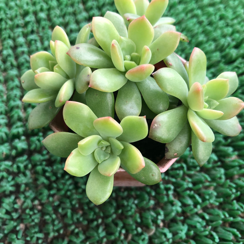 多肉植物 エケベリア マッコス リース ガーデン ハッピーアワー 通販 
