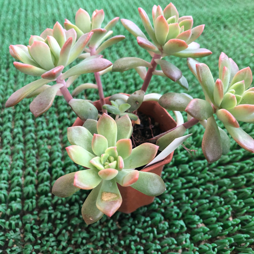 多肉植物 エケベリア マッコス リース ガーデン ハッピーアワー 通販 