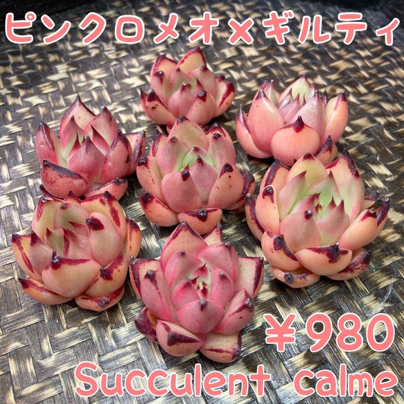 № 3☆ピンクロメオ×ギルティ☆韓国苗 新品種 多肉植物 カット苗 多肉