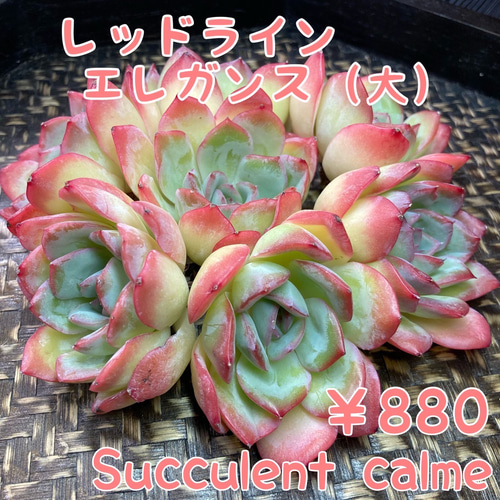 カット苗✨奈々✨多肉アンさん