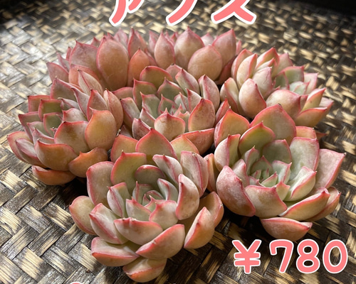 韓国苗】カット苗5種セット 多肉植物 多肉植物 Dia Lily 通販
