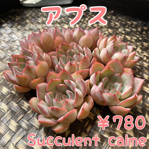 № 7☆アプス☆韓国苗 新品種 多肉植物 カット苗 多肉植物