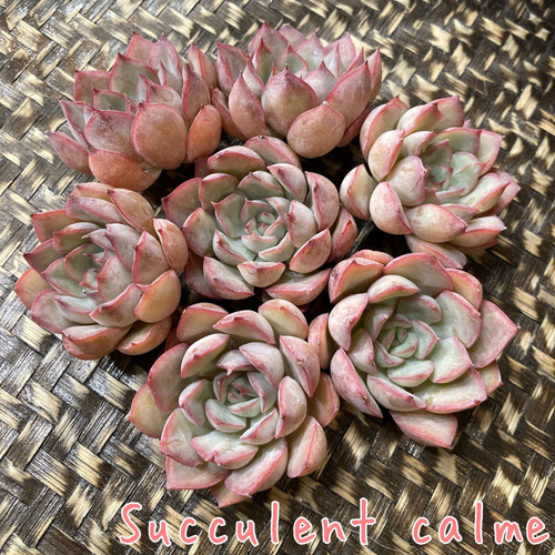 № 7☆アプス☆韓国苗 新品種 多肉植物 カット苗 多肉植物