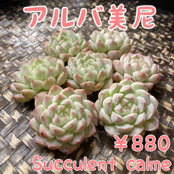 e0bcfa05c9c7db399872dcdd177455
