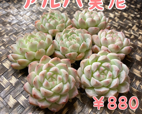 № 8☆アルバ美尼☆韓国苗 新品種 多肉植物 カット苗 多肉植物