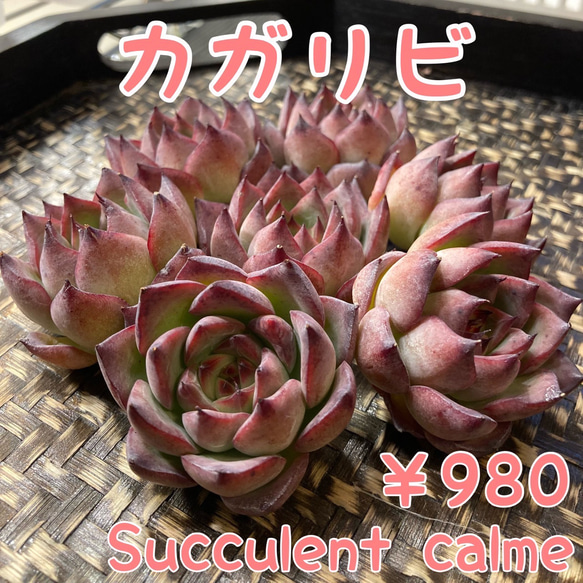 № 11☆カガリビ☆韓国苗 新品種 多肉植物 カット苗 多肉植物 Succulent