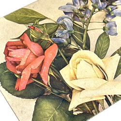 未使用的古董明信片 3 張照片/花卉插圖（玫瑰）| 法國 第6張的照片