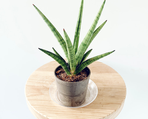希少種 サンスベリア・オブリティアナ 丈夫 美麗 観葉植物 calm cafe 希少種 サンスベリア オブリティアナ 丈夫 美麗 観葉植物 calm cafe