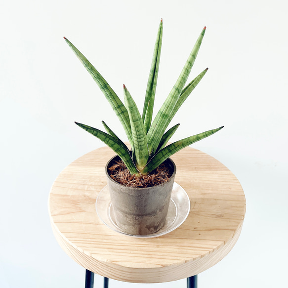 希少》サンスベリア パゴダ Sサイズ 観葉植物 calm cafe 多肉植物 calm