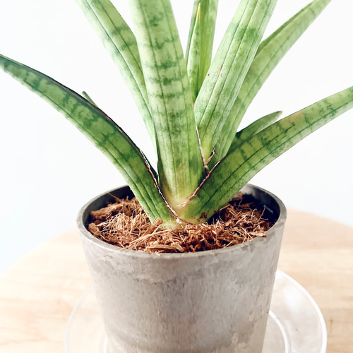 希少》サンスベリア パゴダ Sサイズ 観葉植物 calm cafe 多肉植物 calm