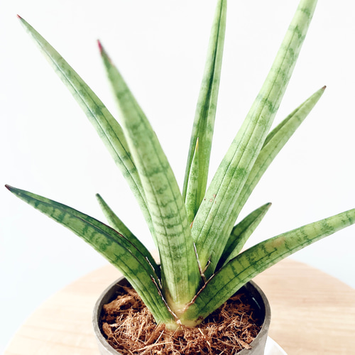 希少》サンスベリア パゴダ Sサイズ 観葉植物 calm cafe 多肉植物 calm