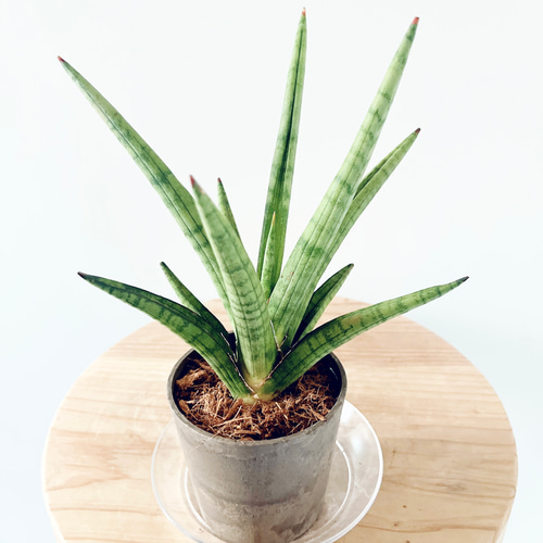希少》サンスベリア パゴダ Sサイズ 観葉植物 calm cafe 多肉植物 calm