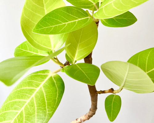 希少》フィカス アルテシマゴールド 曲がり 観葉植物 その他