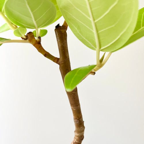 10/17撮影】希少 フィカス アルテシマ ゴールド 曲がり その他