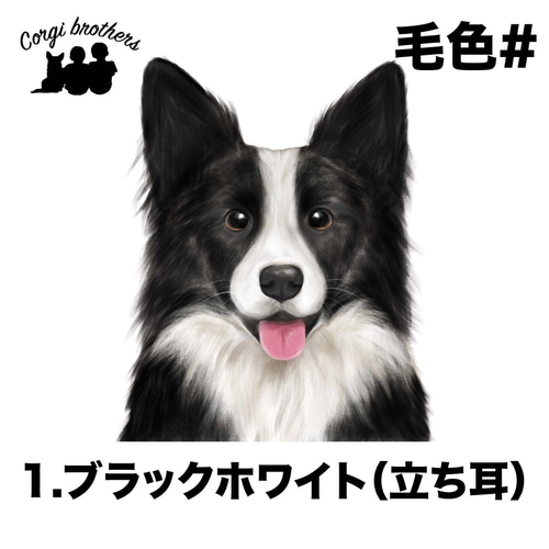 PET226】ボーダーコリー犬 いぬの絵 ほど遠く