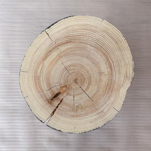 黒ペンキ ヒノキのクラック切り株 丸太 フラワー サイドテーブル インテリア 黒ペンキ ヒノキのクラック切り株 丸太 フラワー サイドテーブル