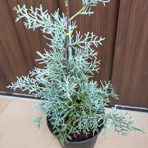 ブルーアイス 苗木 137cm❗8号 綺麗な葉色 シルバーブルー 鉢カバー付き ブルーアイス 苗木 137cm❗8号 綺麗な葉色 シルバーブルー 鉢カバー付き