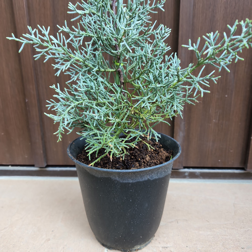 シルバーグリーンの葉が綺麗♡ブルーアイス 鉢植え コニファ ドライ