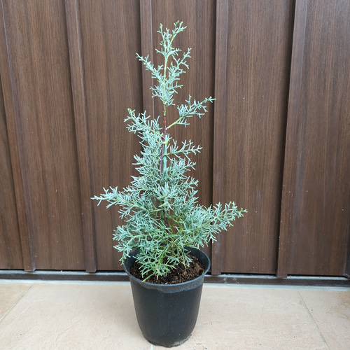 シルバーグリーンの葉が綺麗♡ブルーアイス 鉢植え コニファ ドライ