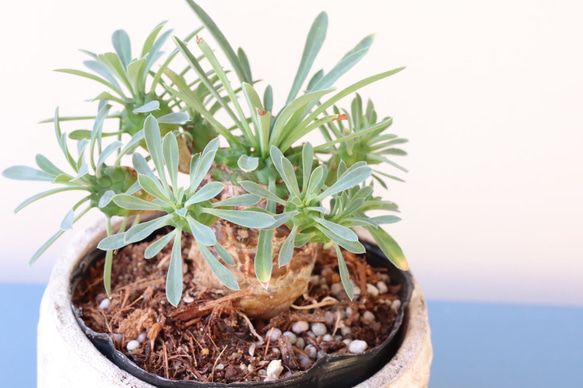 むくむくしたユーフォルビア　ガビサン＊峨眉山＊多肉植物＊ 3枚目の画像