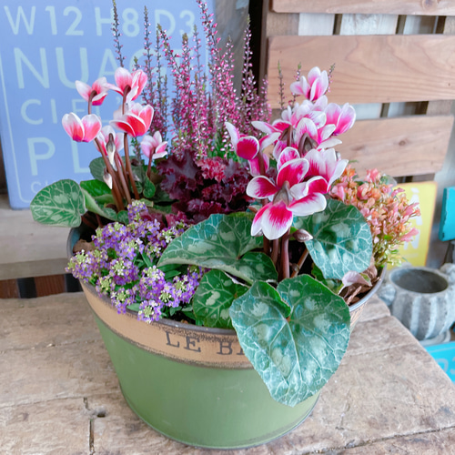 ラスト！素敵♡【ガーデンシクラメン&カルーナ寄せ植え】グリーン系