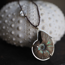 ammonite silver necklace  (woshimonotsuki) 9枚目の画像