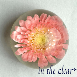 植物標本　ガーベラ　ピンク　レジン　半球体 3枚目の画像