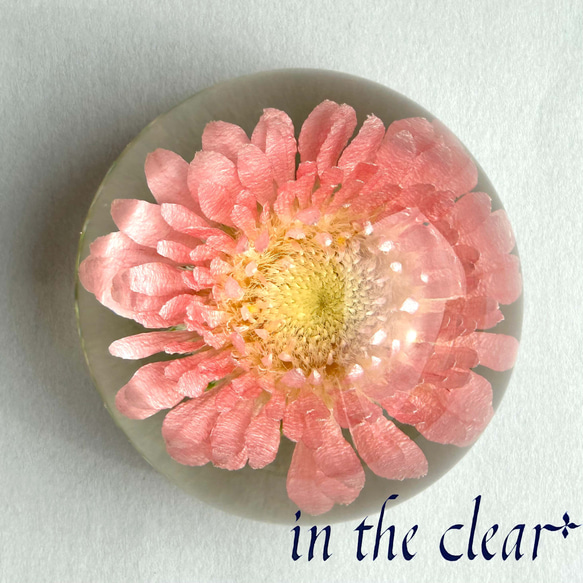 植物標本　ガーベラ　ピンク　レジン　半球体 3枚目の画像