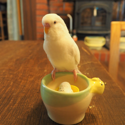 インコのぐいのみ　白×水色 6枚目の画像