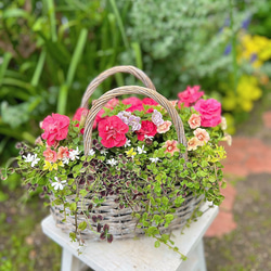 【母の日人気♡贈り物】ギャザリング寄せ植えバスケット 1枚目の画像