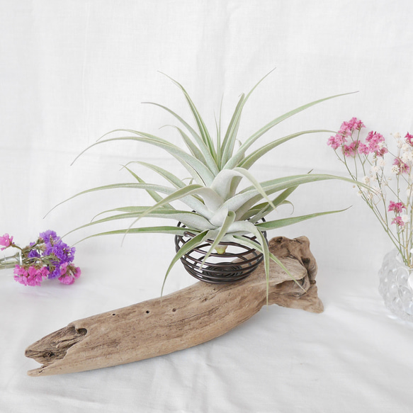 流木プランター エアープランツホルダー 植木鉢 花器 花瓶 ワイヤー グラスインテリア Sサイズ C 流木アート 3枚目の画像