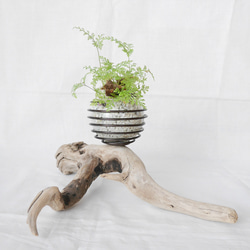 販売済み作品です 流木プランター エアープランツホルダー 植木鉢 花器 花瓶 ワイヤー グラスインテリア Sサイズ D 4枚目の画像