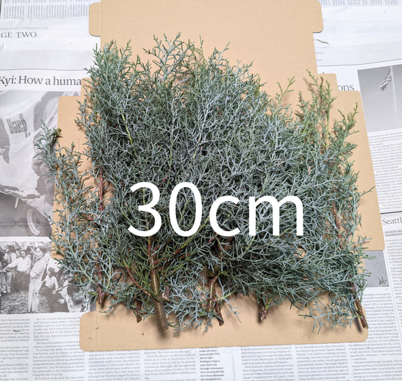 クリスマス シルバーリーフ ブルーアイス フレッシュ 30cm ドライ 