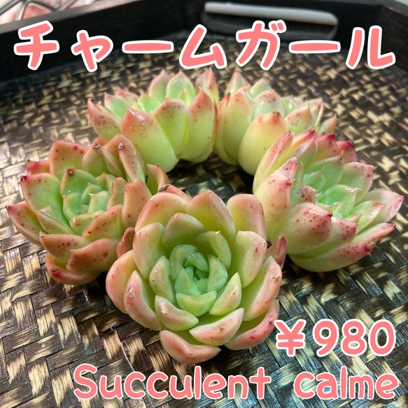 № 14☆チャームガール☆韓国苗 新品種 多肉植物 カット苗 多肉植物