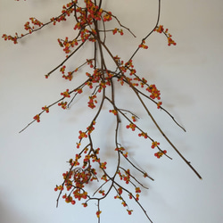 高砂ユリの種殻 ドライフラワー nyao-mery 通販 13124588｜Creema