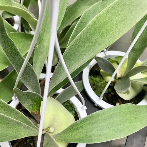 PLANCHU 観葉植物 ビカクシダ ヴィーチー Platycerium veitchii