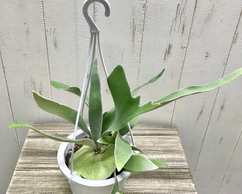 P. veitchii cv. 'Lemoinei' ビカクシダ ビーチーレモイネイ特選株 P