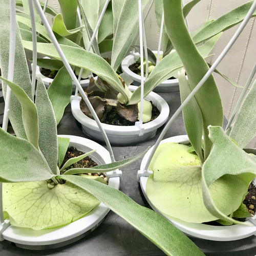 コウモリラン ビカクシダ ビーチー (Platycerium veitchii) 4号