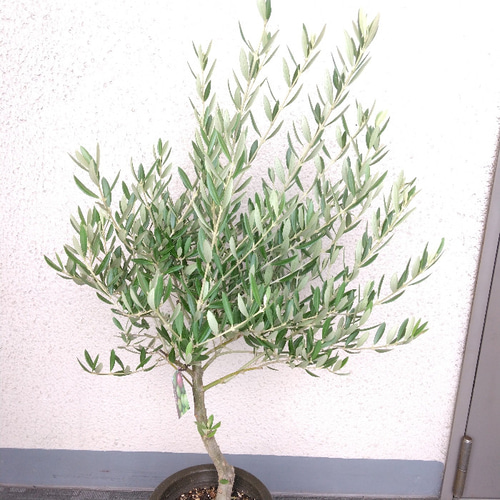 創樹 オリーブ ピクアル 6号 初心者OK シンボルツリー SOUJU 現物】オリーブの木【ピクアル】② 創樹 SOUJU ブランド シンボル