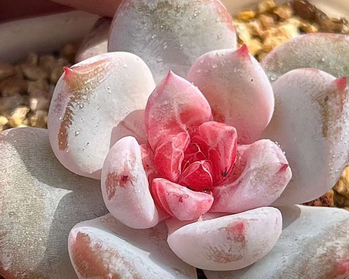 新入荷 多肉植物 エケベリア 雪の天使 抜き苗 3cm 1苗999円 多肉植物