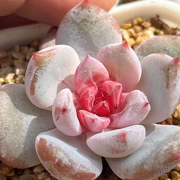 新入荷 多肉植物 エケベリア 雪の天使 抜き苗 3cm 1苗999円 多肉植物