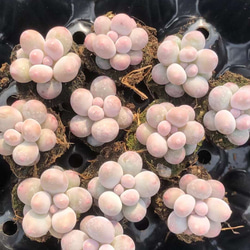 新入荷 多肉植物 団子チーズ 2苗1セット 抜き苗 2-3cm 多肉植物 愛多肉