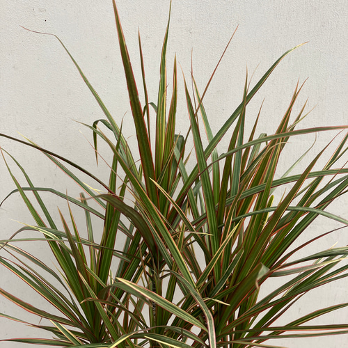 ［現品］87番　ドラセナ　コンシンネ　トリカラー　観葉植物　室内　8号　おしゃれ garage NAGOYA｜植物と暮らす | . #garageNAGOYA . 2.5寸サイズの