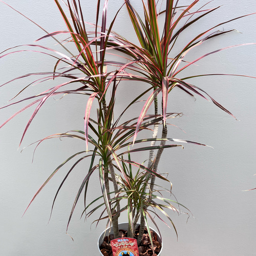 スタイリッシュな観葉植物＊ドラセナコンシンネ＊トリカラー