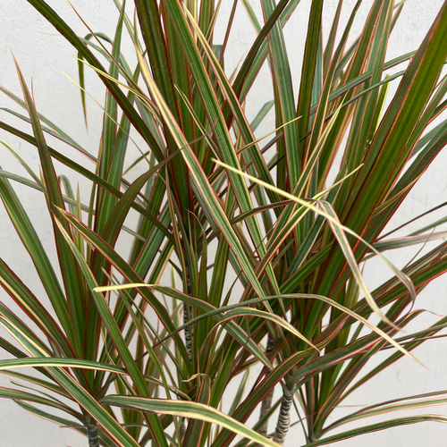 スタイリッシュな観葉植物＊ドラセナコンシンネ＊トリカラー